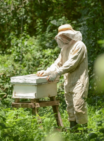 El Paraiso Verde Bienenzucht