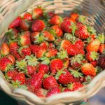 Paraguay Erdbeeren frisch aus dem Garten